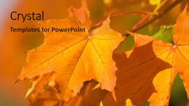  Presentation with leaves - Colorful PPT theme enhanced with inspirational good morning - closeup of yellow maplle leaves backdrop and a gold colored foreground