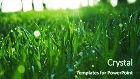  Presentation with grass - PPT theme enhanced with inspirational good morning - green grass background and a forest green colored foreground