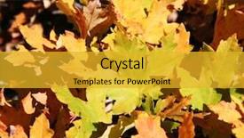  Presentation with multicolored autumn leaves orange yellow red - Presentation consisting of group of mardi gras beads background and a tawny brown colored foreground.