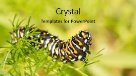  Presentation with caterpillar - PPT layouts with instar black swallowtail butterfly caterpillar background and a yellow colored foreground