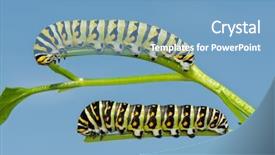  Presentation with black light - Presentation having instar black swallowtail butterfly caterpillar background and a teal colored foreground