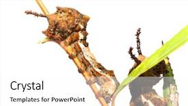  Presentation with caterpillar - Beautiful slide set featuring instar of viceroy butterfly caterpillar backdrop and a white colored foreground