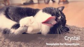  Presentation with cat - Cool new PPT layouts with instinct - cat with a catnip mouse backdrop and a coral colored foreground
