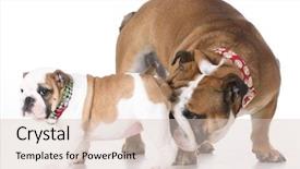  Presentation with english - Audience pleasing slide set consisting of instinct - father and daughter english bulldogs backdrop and a lemonade colored foreground