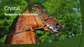  Presentation with horse head - Presentation enhanced with insubordination - head of rebellious bay horse background and a  colored foreground