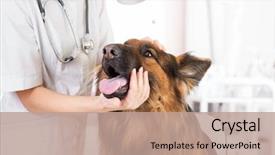  Presentation with veterinary - Amazing PPT theme having insurance - clinical dog examination by veterinary backdrop and a coral colored foreground