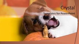  Presentation with puppy - Amazing PPT layouts having intelligent coragous - gnaws a pumpkin puppy tee backdrop and a red colored foreground
