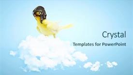  Presentation with funny retirement - PPT theme having intelligent transportation - image of funny parrot background and a cool aqua colored foreground