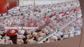  Presentation with agriculture africa - PPT theme featuring intensive-agriculture-in-africa-chicken background and a coral colored foreground