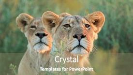  Presentation with alert - PPT theme featuring intentions - alert lioness panthera leo looking background and a coral colored foreground