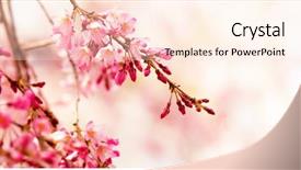  Presentation with cherry blossom - Presentation design consisting of intentions - cherry blossom branch with multiple background and a cream colored foreground