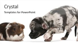  Presentation with guinea pig - Colorful PPT layouts enhanced with interacting with a guinea pig backdrop and a white colored foreground