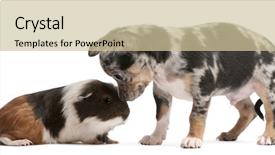  Presentation with guinea pig - Theme enhanced with interacting with a guinea pig background and a soft green colored foreground