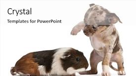  Presentation with guinea pig - Slide deck with interacting with a guinea pig background and a white colored foreground