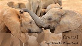  Presentation with south africa - Presentation theme with interaction-between-two-african-elephants background and a  colored foreground