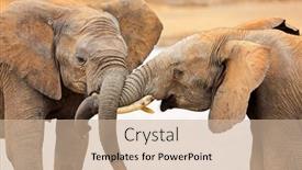  Presentation with interaction - PPT layouts enhanced with interaction-between-two-african-elephants background and a soft green colored foreground