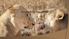  Presentation with interaction - Slide set enhanced with interaction-between-two-young-adult background and a coral colored foreground