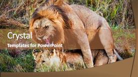  Presentation with male lion - Cool new slides with intercourse - couple of male lion backdrop and a red colored foreground