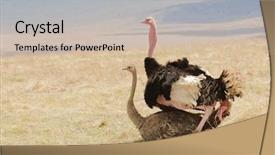  Presentation with pair of compass - Amazing PPT layouts having intercourse - pair of ostriches copulating backdrop and a soft green colored foreground