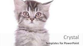  Presentation with british - Beautiful PPT theme featuring interested-british-shorthair-cub-curiously backdrop and a white colored foreground