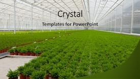  Presentation with greenhouse - Cool new theme with interior of a greenhouse with many bamboo plants backdrop and a light gray colored foreground