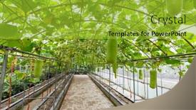 Presentation with greenhouse - Presentation design featuring modernization - interior of vegetable greenhouse background and a gold colored foreground
