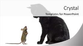  Presentation with kitten - Cool new slide set with interplay - black kitten sitting and looking backdrop and a white colored foreground