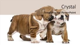  Presentation with white - Audience pleasing presentation consisting of interplay - bulldog puppies cuddling isolated backdrop and a coral colored foreground