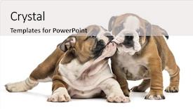  Presentation with isolated paw prints over white - Presentation theme featuring interplay - bulldog puppies cuddling isolated background and a light gray colored foreground