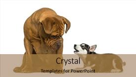  Presentation with dog - Cool new slide deck with interplay - dogue de bordeaux dog sitting backdrop and a coral colored foreground