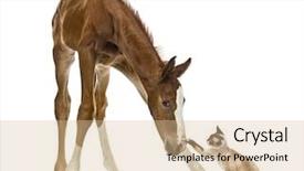  Presentation with foal - PPT layouts enhanced with interplay - foal playing with a cat background and a soft green colored foreground