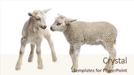  Presentation with jesus shepherd lamb god - Slides with interplay - lamb and goat kid 8 background and a lemonade colored foreground