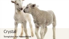  Presentation with old - Amazing slide deck having interplay - lamb and goat kid 8 backdrop and a lemonade colored foreground