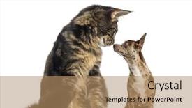  Presentation with maine - Beautiful presentation design featuring interplay - maine coon kitten sitting backdrop and a  colored foreground