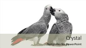  Presentation with parrots - Slide deck consisting of interplay - two african grey parrots 3 background and a mint green colored foreground