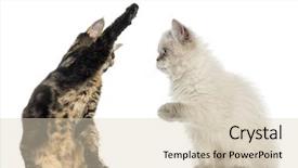  Presentation with high performance teams - Colorful slides enhanced with interplay - two kittens high-fiving backdrop and a soft green colored foreground