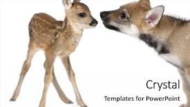  Presentation with old days - Cool new presentation theme with interplay between roe deer fawn backdrop and a white colored foreground