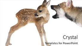  Presentation with old days - Slide set with interplay between roe deer fawn background and a white colored foreground
