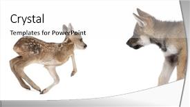  Presentation with wolf - Audience pleasing PPT theme consisting of interplay between roe deer fawn backdrop and a white colored foreground