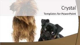  Presentation with look - Slide set with interrogation - two griffon bruxellois with interrogative background and a white colored foreground