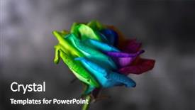  Presentation with rainbow flag - Slides having intersex - closeup of a rose background and a dark gray colored foreground