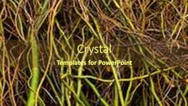  Presentation with tree - PPT layouts with intertwined-bare-tree-branches background and a tawny brown colored foreground