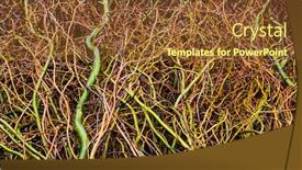  Presentation with tree - Colorful slide deck enhanced with intertwined-bare-tree-branches backdrop and a tawny brown colored foreground