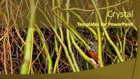  Presentation with tree - Theme having intertwined-bare-tree-branches background and a tawny brown colored foreground