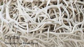  Presentation with animal pets on white - Slide deck having intertwined elk antler horn sculpture background and a light gray colored foreground