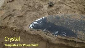  Presentation with whale - Theme with intestine - dead humpback whale megaptera novaeangliae background and a tawny brown colored foreground