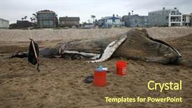  Presentation with intestine - Slides having intestine - dead humpback whale megaptera novaeangliae background and a tawny brown colored foreground