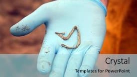  Presentation with intestine - Audience pleasing theme consisting of intestine - dead humpback whale megaptera novaeangliae backdrop and a light blue colored foreground