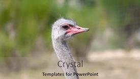  Presentation with curiosity - Presentation theme with intimate-portrait-depth background and a coral colored foreground