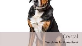  Presentation with jin ding monastry mountain - Slide deck consisting of intrigued-dog-greater-swiss-mountain background and a light gray colored foreground